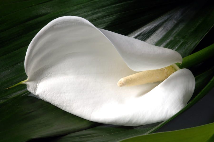 Calla